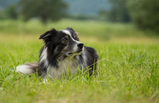 border-collie-2423295-565a93b