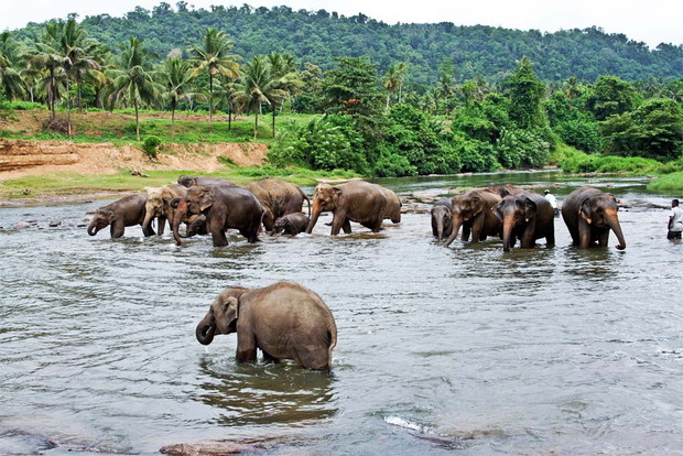 Sri lanka - wakacyjny kierunek