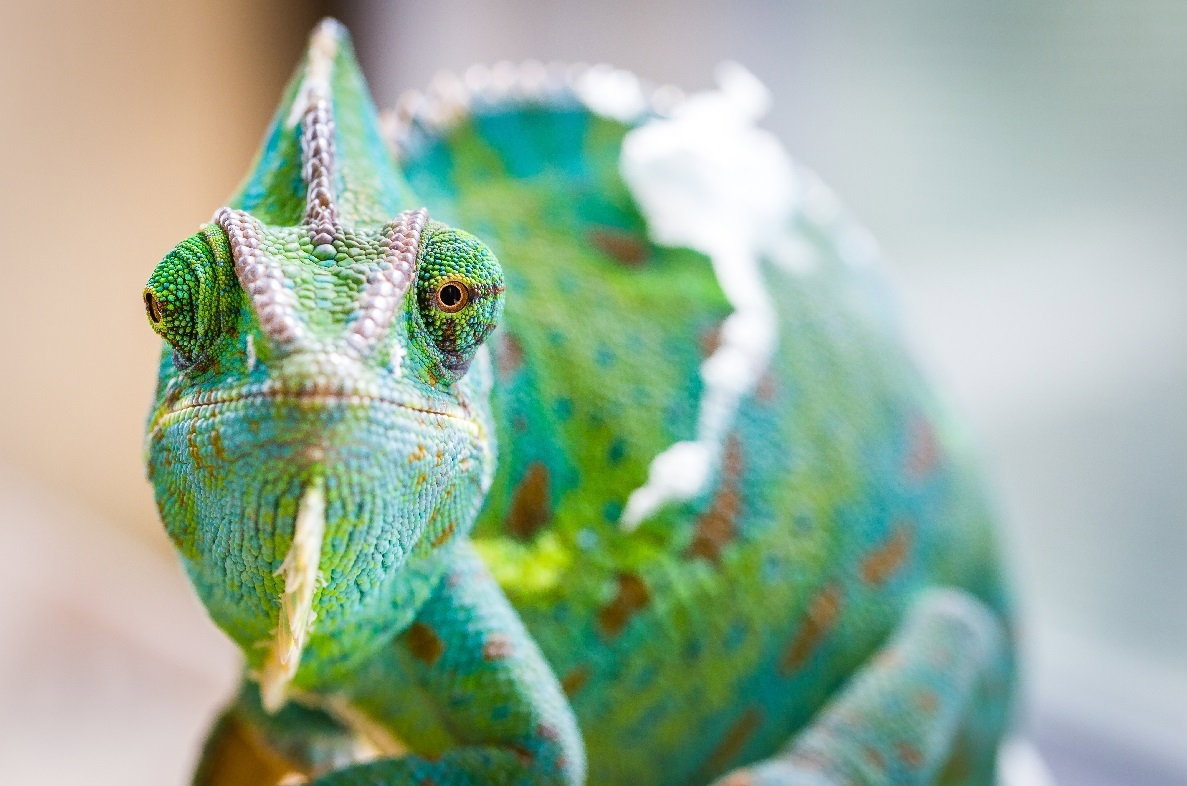 Kameleon