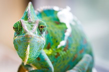 Kameleon