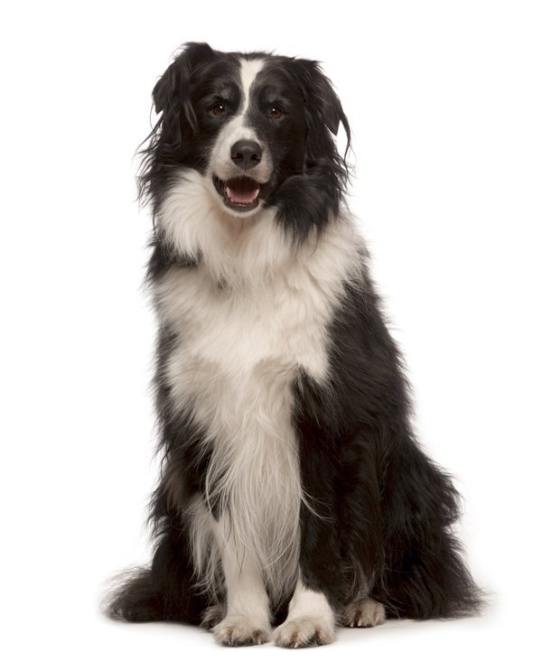 Fotolia
