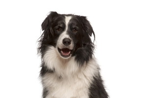 Fotolia