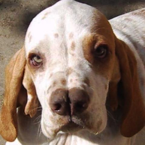 Psy dla ekscentryków - galeria najdziwniejszych ras