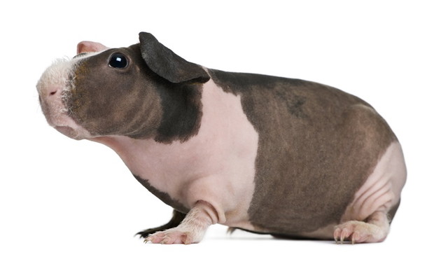 Rodzaje świnek morskich (zdjęcia)