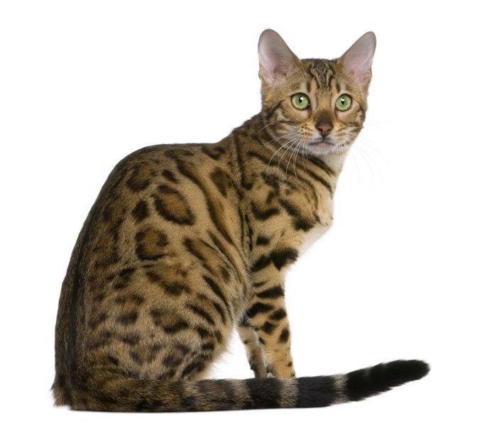 Fotolia