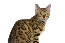 Fotolia