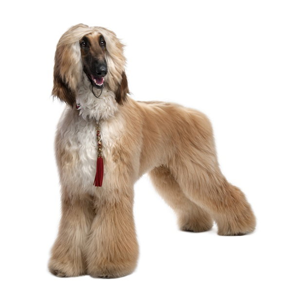 Fotolia