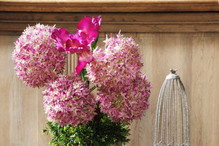 Almi Decor