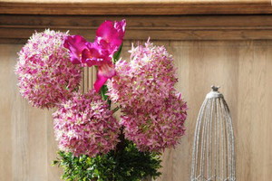 Almi Decor