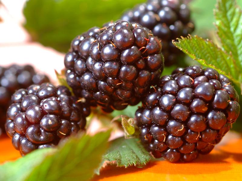 jeżyny, jeżyna, bramble