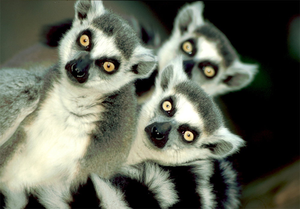 zwierzęta zoo podróż, podróż do zoo