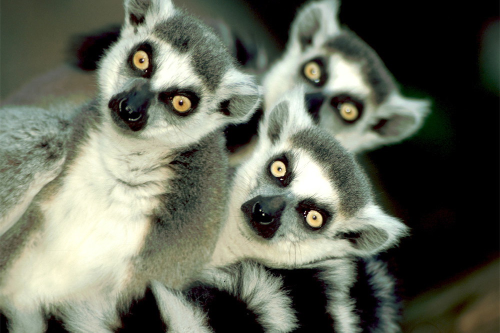 zwierzęta zoo podróż, podróż do zoo