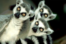 zwierzęta zoo podróż, podróż do zoo