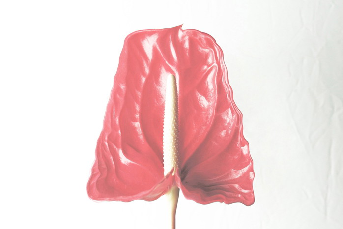 Kamp!_LP_Cover700x700