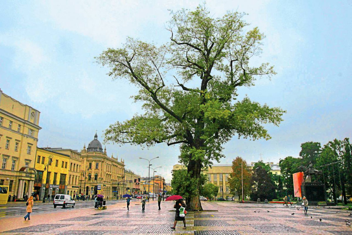 Baobab
