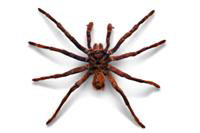 Arachnofobia
