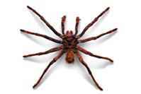 Arachnofobia