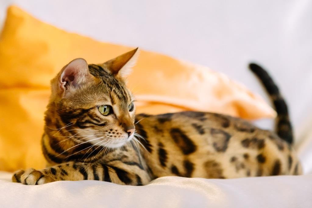 Kot bengalski