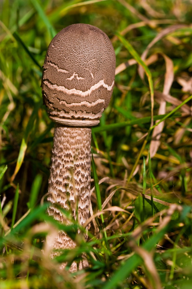 Czubajka kania (kania, parasolnik, sowa, cyganka, indor) Macrolepiota procera
