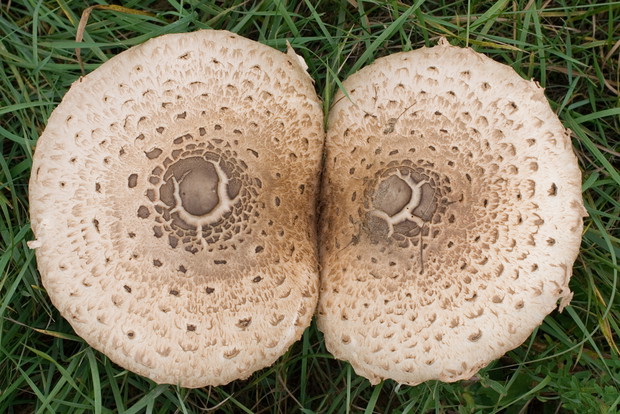 Czubajka kania (kania, parasolnik, sowa, cyganka, indor) Macrolepiota procera