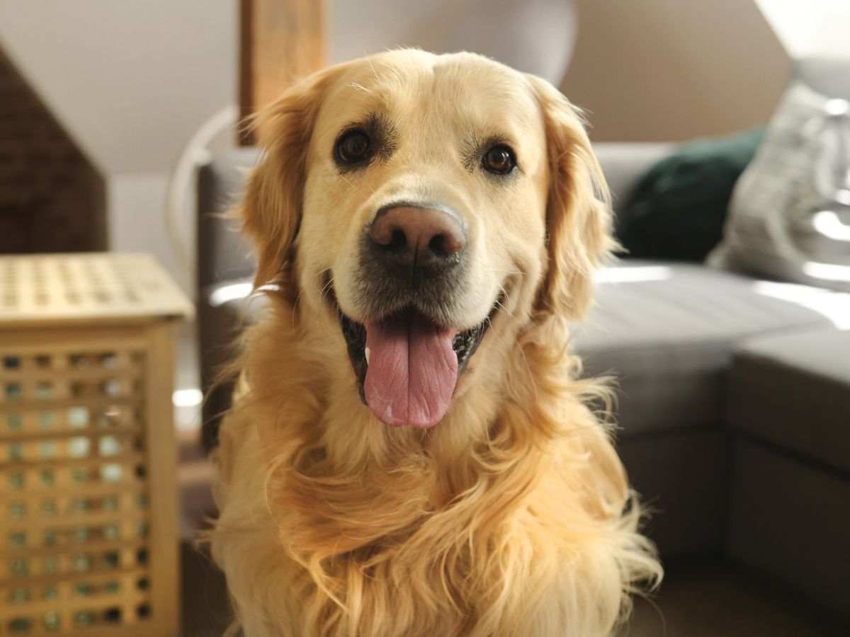 Golden retriver