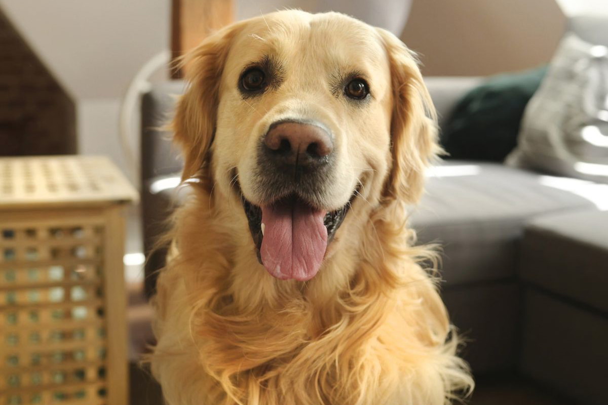 Golden retriver