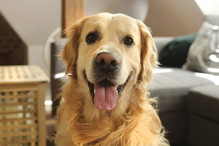 Golden retriver