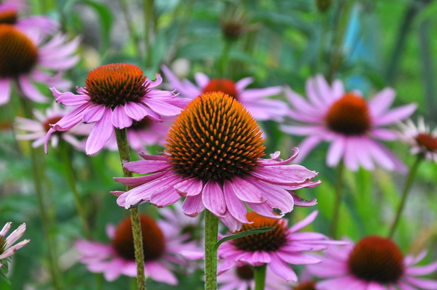echinacea-2467203-2899242