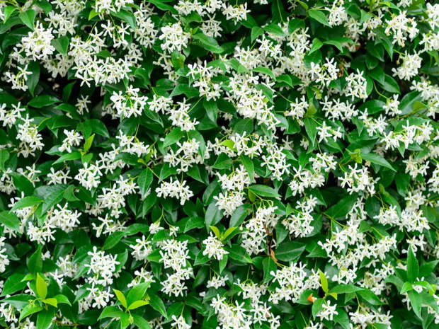 jasmin-w-doniczce-2470238-5d1b5fc