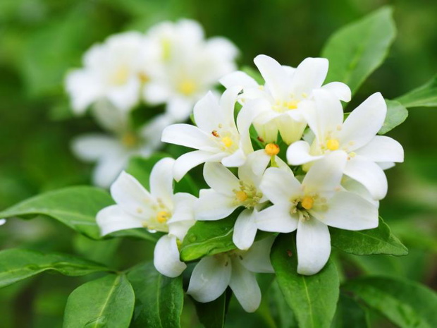 jasmin-w-doniczce-na-balkonie-2500075-9772ed4