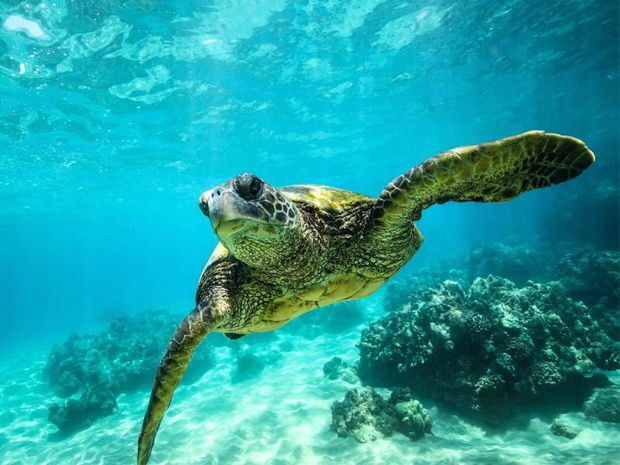 caretta-caretta-2327699-157ab46