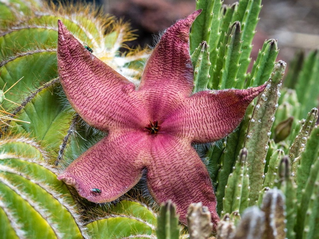 stapelia-wielokwiatowa-2470072-dc1ea15