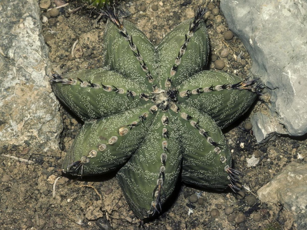 astrofytum-2470073-a198c1d
