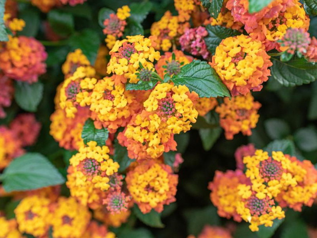 kwiaty-w-donicach-przed-domem-lantana-2483506-0c80e67