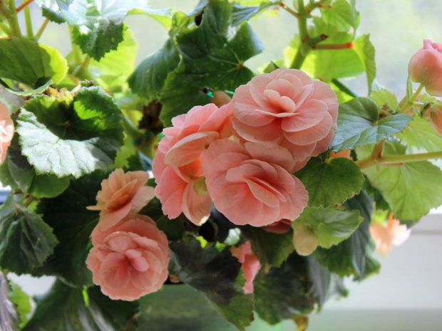 kwiaty-w-donicach-przed-domem-begonia-2483498-0713652
