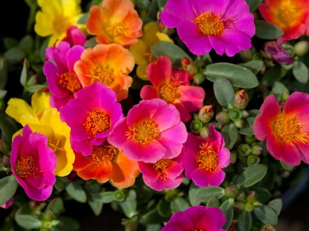 kwiaty-w-donicach-przed-domem-portulaka-2483503-1b3f2ac