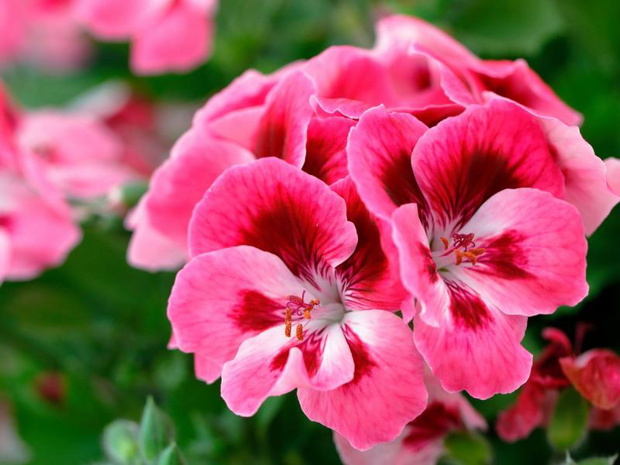 kwiaty-w-donicach-przed-domem-pelargonia-2483500-cb90e2e