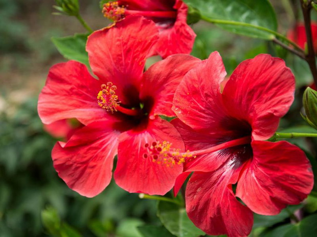 kwiaty-w-donicach-przed-domem-hibiscia-2483502-15d733e