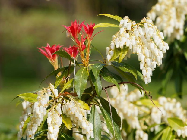 kwiaty-w-donicach-przed-domem-pieris-2483504-49edcc1