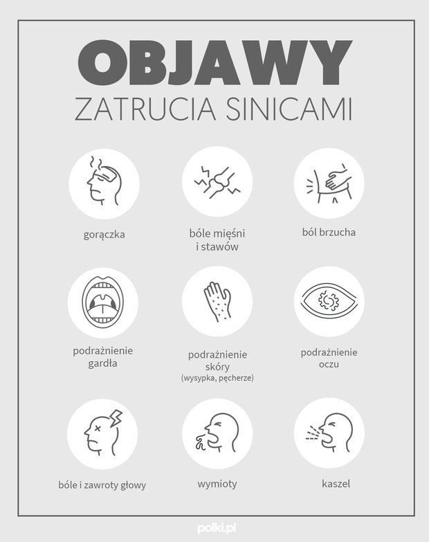 zatrucie-sinicami-2439070-ebde332
