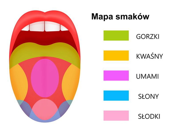 kubki-smakowe-mapa-smakow-2523717-78e9f60