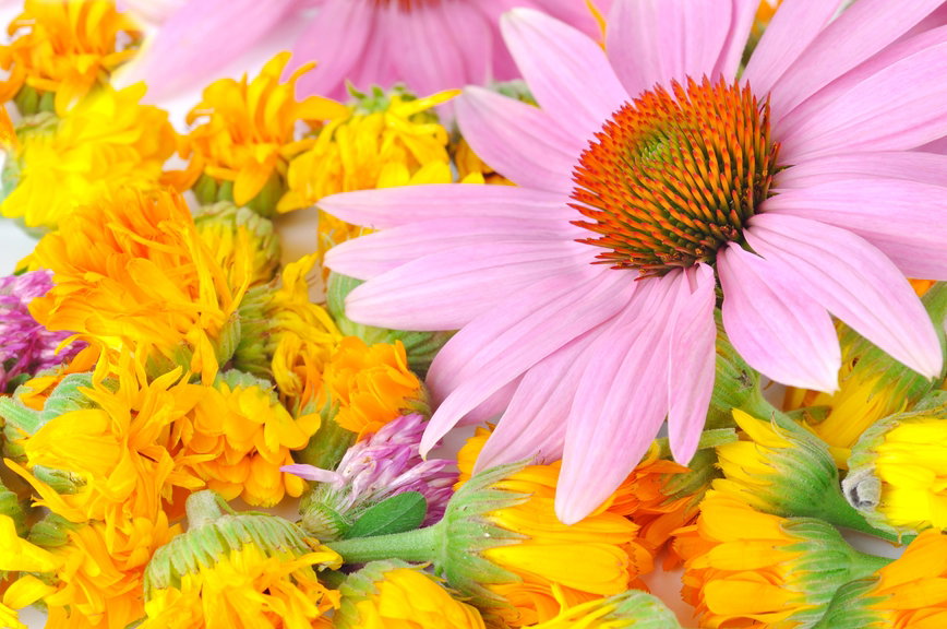 Echinacea - panaceum na odporność?