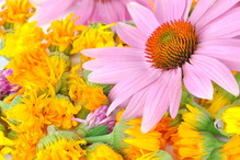 Echinacea - panaceum na odporność?