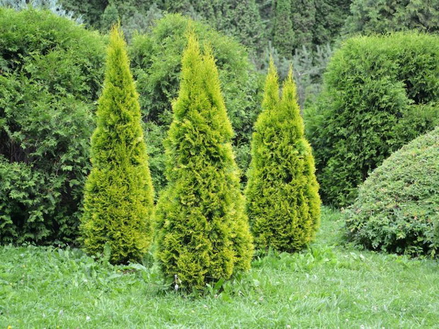 niskie-iglaki-do-ogrodu-zywotnik-2487693-3790225