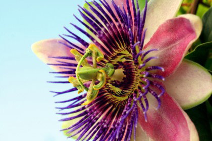 Passiflora - właściwości lecznicze