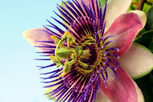 Passiflora - właściwości lecznicze