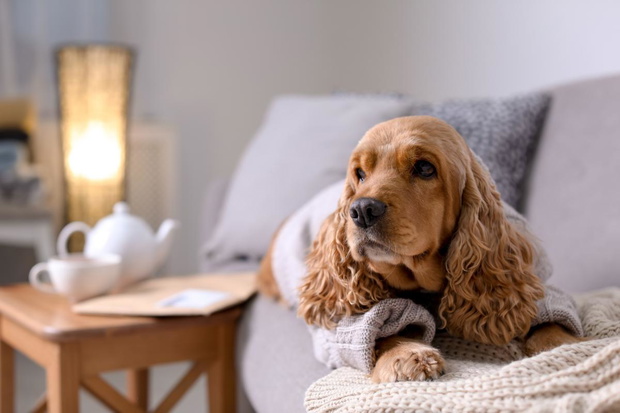 cocker-spaniel-na-kanapie-2434147-5ae0995