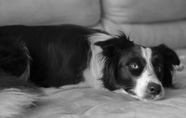 border-collie-2434145-24bd440