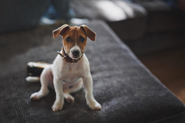 jack-russel-terrier-2434146-40d5dfc
