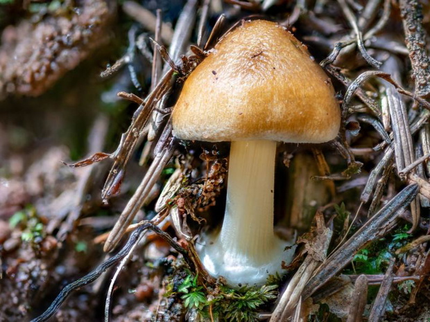 muchomor-rdzawobrazowy-amanita-fulva-2504042-0331248